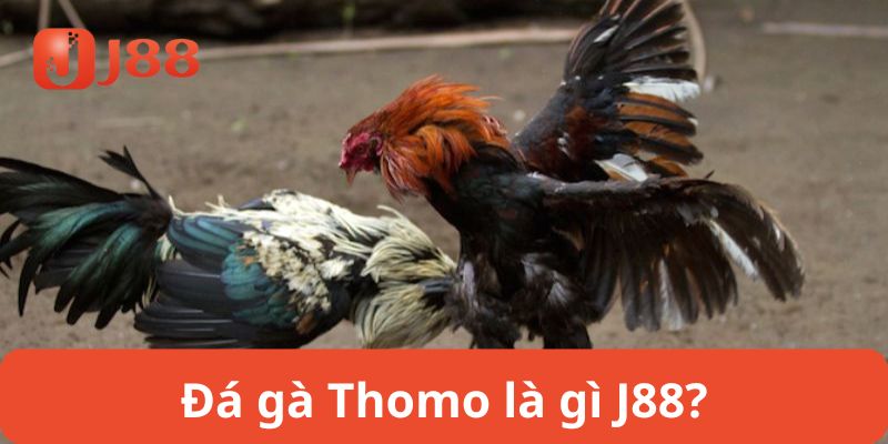 Đá gà thomo là gì